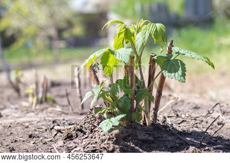 Small Young Raspberry Bush In The Ground. Gardening Concept. Planting Raspberry Seedlings In Spring.