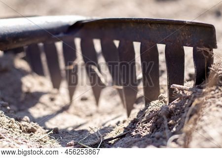 Close Up Photo Of A Garden Rake On A Bed. Old Black Metal Rake On Dry Soil, In The Garden. Spring Cl