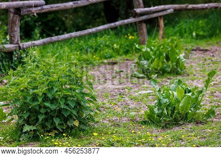 Localized Small Bushes Of Nettle And Horse Sorrel - Urtica Dioica And Rumex Confertus - In Paddock A