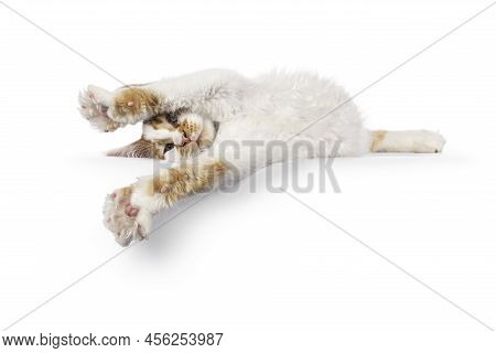 Cute Harlequin Maine Coon Cat Kitten, Laying Side Ways On Edge. Totally Stratched Showing Belly. Loo