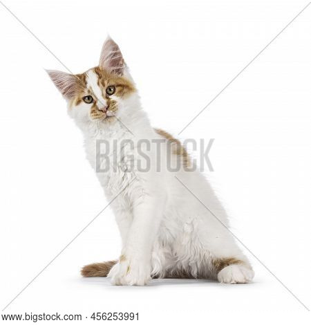 Cute Harlequin Maine Image & Photo (Free Trial) | Bigstock