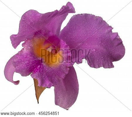 Large Purple Orchid Isolated On White Background. Lilac Cattleya Flower. Bud Plant. Cattleya Orchid 