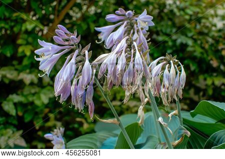 Funkia Hosta Tratt Flower