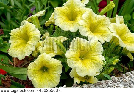 Petunia Juss, Multiflorous