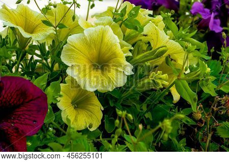 Petunia Juss, Multiflorous