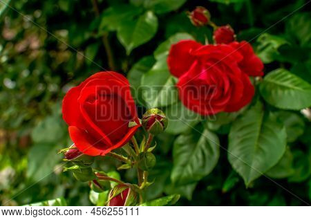 Rose Red Flower
