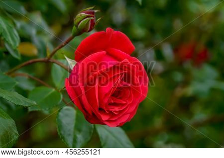 Rose Red Flower