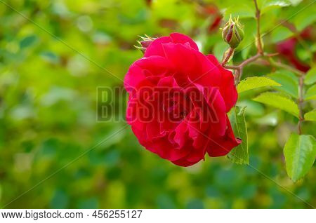 Rose Red Flower
