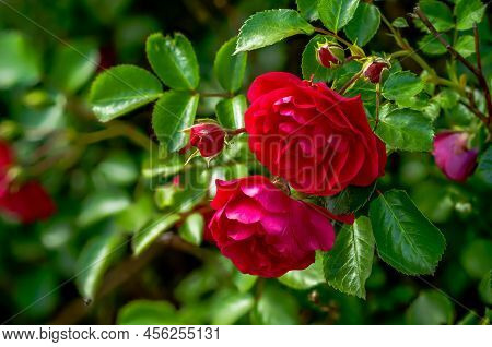 Rose Red Flower