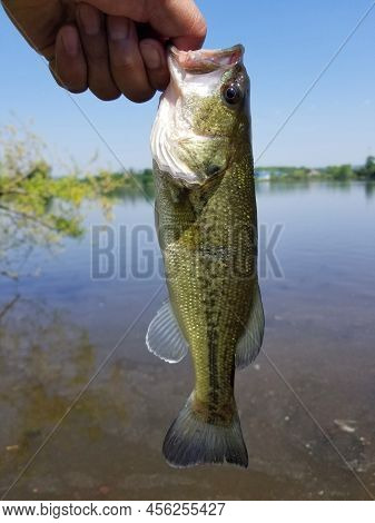 Holding A Largemouth Bass Before Being Released In The Water