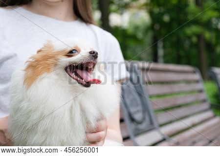 Portrait Of A Pomeranian Puppy With White Fur And Red Ears. The Dog Sits On His Owner's Lap On A Ben