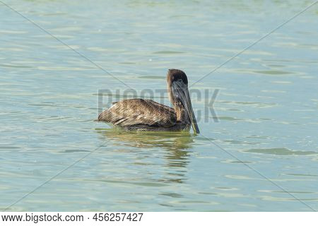 American Brown Pelican On The Water. The Pelican Lowered Its Beak Into The Water, Drops Of Water Gli