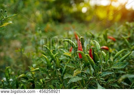 Fresh Chilli On Tree In The Farm. Chilli Field In Agricultural Garden,ripe Red Chilli On A Tree.