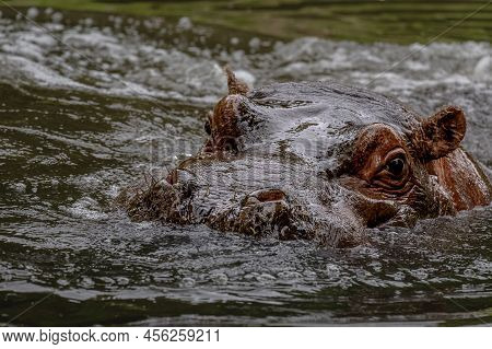 Hippopotamus In Water. Portrait Of Hippopotamus Amphibious. Hippo. Common Hippopotamus. River Hippop