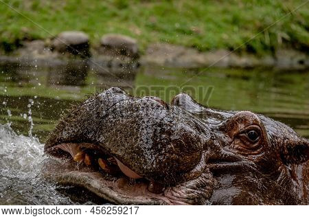 Hippopotamus In Water. Portrait Of Hippopotamus Amphibious With Open Mouth. Hippo. Common Hippopotam