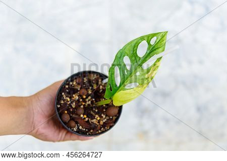 Closeup Focusto Monstera Adansonii Aurea Variegated Giant