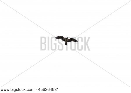 A Flying Eagel Isolated On A White Backgound.
