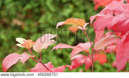 Rain Drops On Red Autumn Maple Tree Leaves. Water Droplets, Wet Fall Leaf In Forest Or Woods. Septem