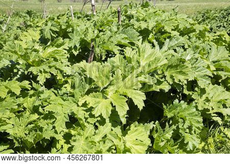 Hogweed Grows In The Field.there Is A Lot Of Hogweed On The Field.