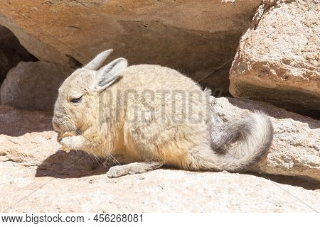 View Of Wild Rabbit, Called Vizcacha
