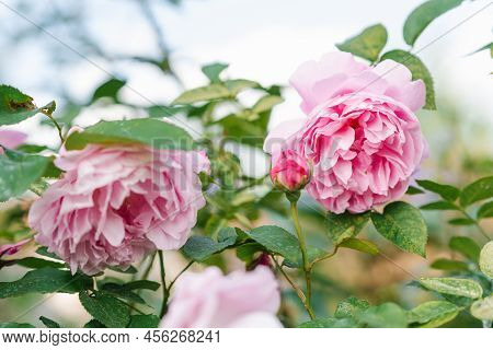 Beautiful Delicate Pink Rose Flowers Mary Rose In The Summer Garden