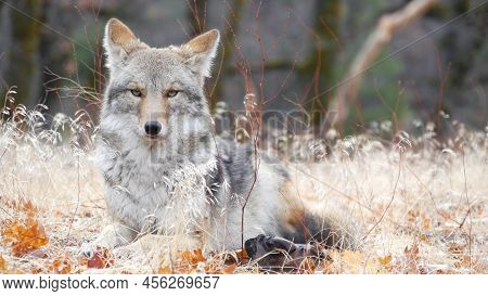 Wild Furry Wolf, Gray Coyote Or Grey Coywolf, Autumn Forest Glade, Yosemite National Park Wildlife, 