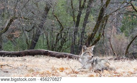 Wild Furry Wolf, Gray Coyote Or Grey Coywolf, Autumn Forest Glade, Yosemite National Park Wildlife, 