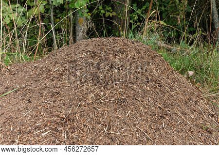A Large Anthill In A Green Forest Among The Trees. The Aboveground Part Of The Ants' Dwelling Is In 