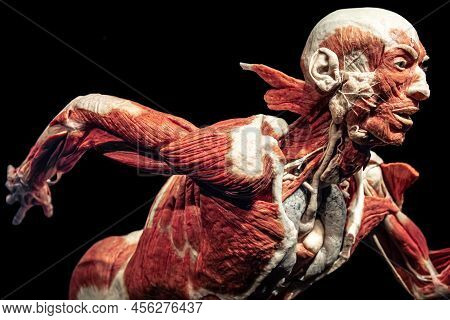 Model Of A Human For Studying The Anatomy Of Muscles.