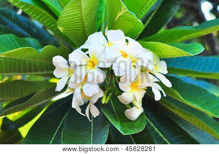 Plumeria met groen blad