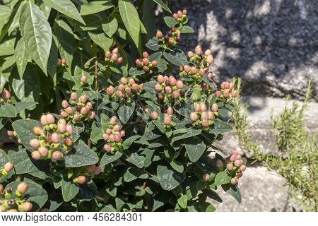 A Bright, Beautiful Shrub (hypericum Androsaemum) With Red Berries Growing In The Garden On A Sunny,