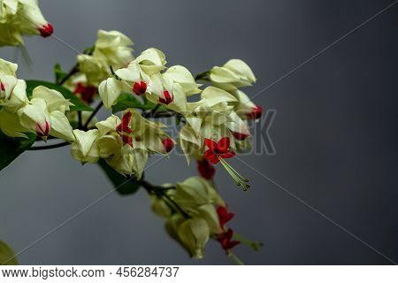 A Sprig Of Bleeding Heart Glorybower In A Combination Of White And Red, The Background Is Blurry