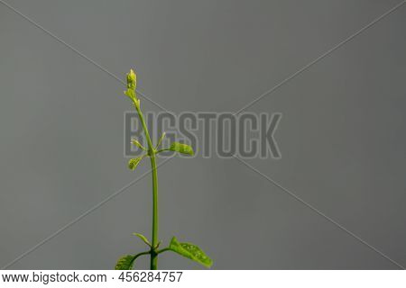 Green Growing Bleeding Heart Glorybower Plant Branch, Background Blur