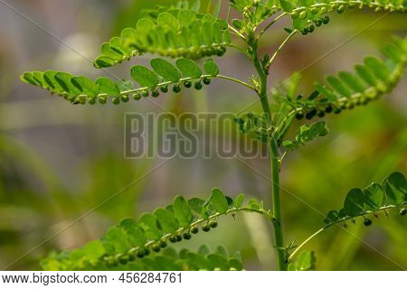 Green Grass Called Carry Me Seed, Has Small Green Leaves, With Small Circles Under The Leaf Stalks