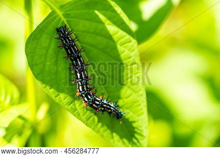 Caterpillar Named Thorn Caterpillar Which Has A Color Combination Of Black And Striking Red Circles,