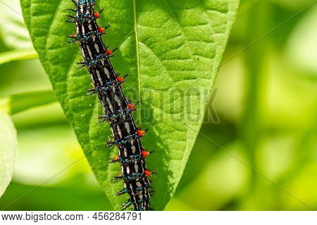 Caterpillar Named Thorn Caterpillar Which Has A Color Combination Of Black And Striking Red Circles,