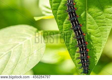 Caterpillar Named Thorn Caterpillar Which Has A Color Combination Of Black And Striking Red Circles,