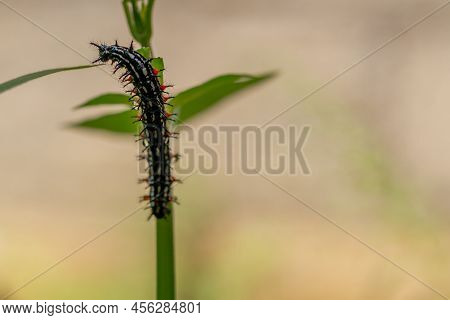 Caterpillar Named Thorn Caterpillar Which Has A Color Combination Of Black And Striking Red Circles,