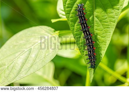 Caterpillar Named Thorn Caterpillar Which Has A Color Combination Of Black And Striking Red Circles,