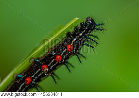 Caterpillar Named Thorn Caterpillar Which Has A Color Combination Of Black And Striking Red Circles,