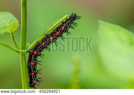 Caterpillar Named Thorn Caterpillar Which Has A Color Combination Of Black And Striking Red Circles,