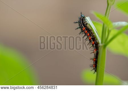 Caterpillar Named Thorn Caterpillar Which Has A Color Combination Of Black And Striking Red Circles,