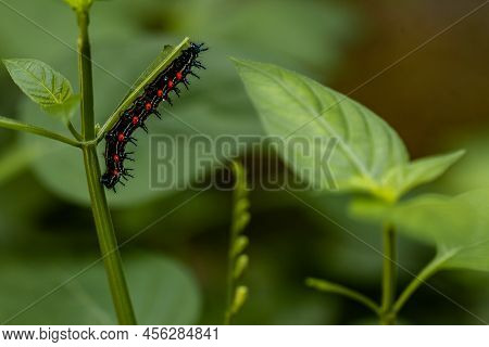 Caterpillar Named Thorn Caterpillar Which Has A Color Combination Of Black And Striking Red Circles,
