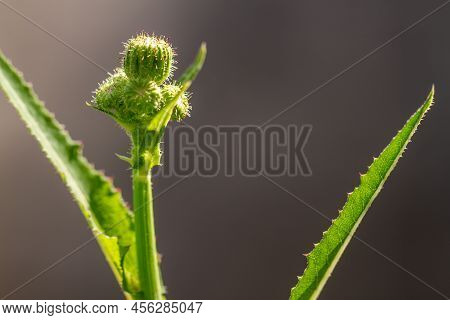 A Wild Grass Flower Called Perennial Sow Thistle, The Buds Are Green Which If They Open Will Turn Ye