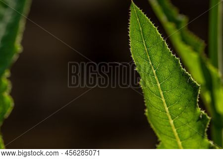 The Leaves Of A Wild Grass Called Perennial Sow Thistle, Have A Rough Surface And Are Green, Usually