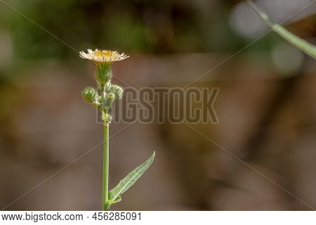 A Wild Grass Flower Called Perennial Sow Thistle, The Buds Are Green Which If They Open Will Turn Ye