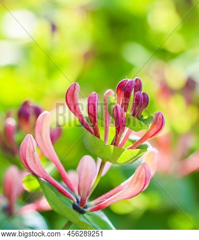Pink Honeysuckle Buds And Flowers In The Garden. Lonicera Etrusca Santi Caprifolium,  Woodbine In Bl