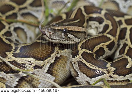 Snake Burmese Python Molurus Bivittatus In The Wild