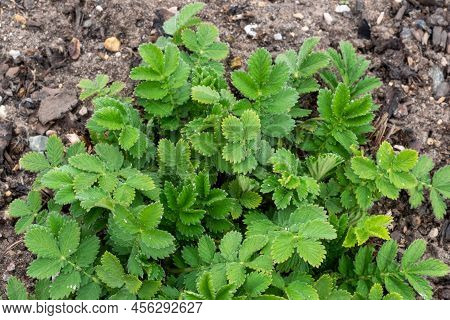 Agrimonia, Eupatoria, Is An Important Medicinal Plant With Yellow Flowers. It Is A Beautiful Perenni