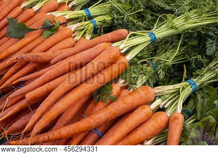 Closeup Of Pile Of Bunches Freshly Cropped Carrots With Greens On Farmers Market Stand